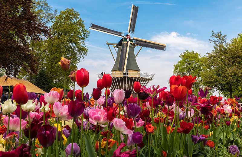 tulip-time-river-cruise-windmill
