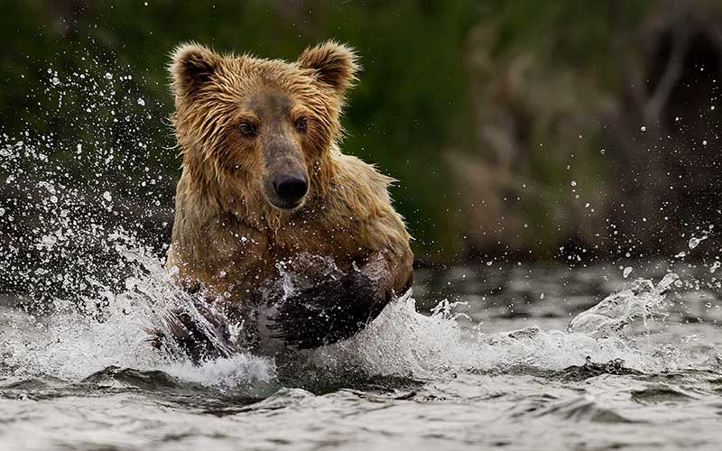 Grizzly Bear