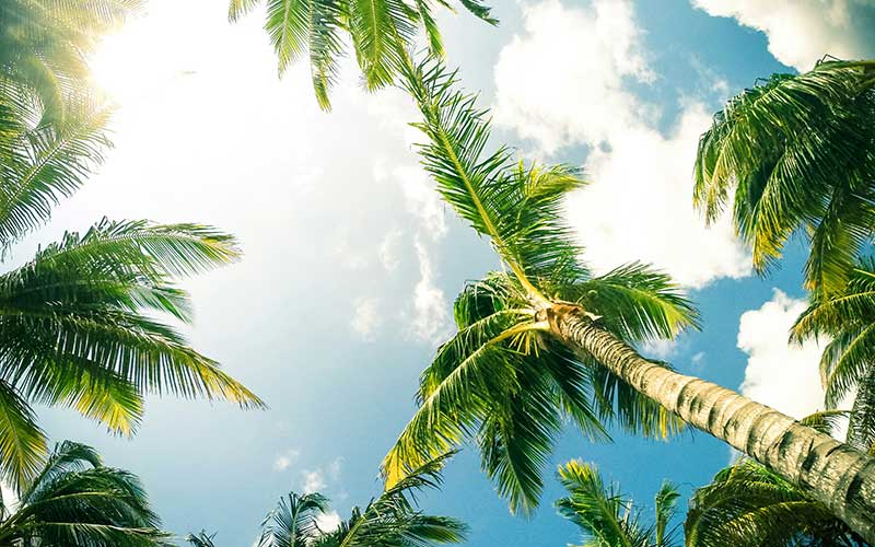 palm-trees